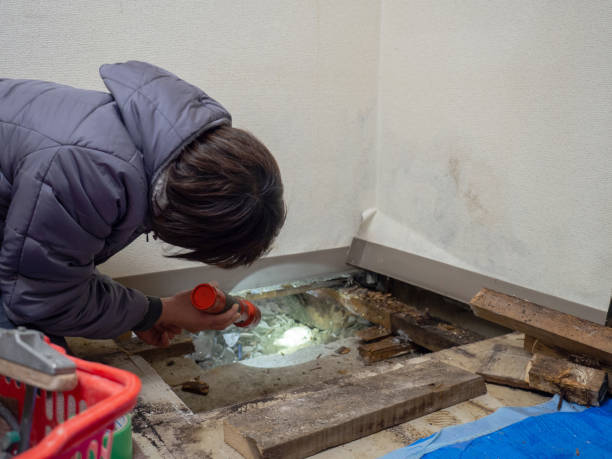 Best Emergency Mold Remediation  in Woodville, CA